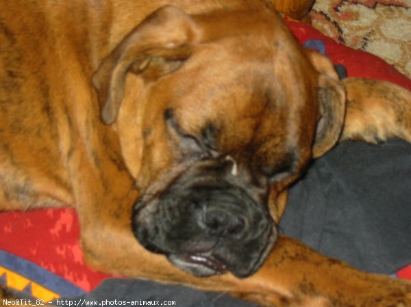 Photo de Boxer