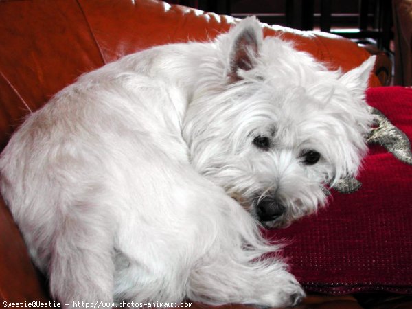 Photo de West highland white terrier