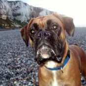 Photo de Boxer