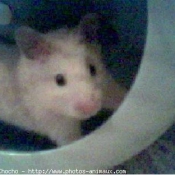 Photo de Hamster