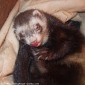 Photo de Furet