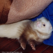 Photo de Furet