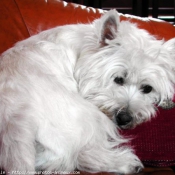 Photo de West highland white terrier