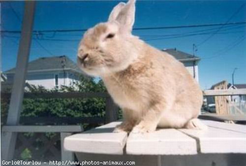 Photo de Lapin