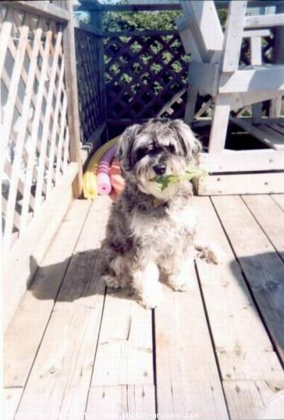 Photo de Schnauzer gant