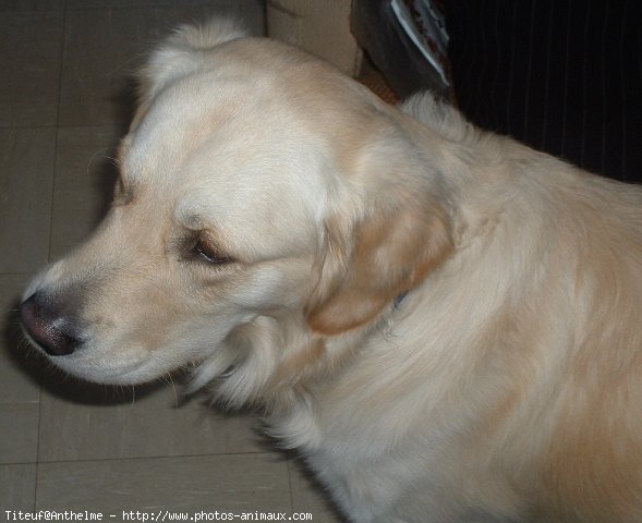 Photo de Golden retriever