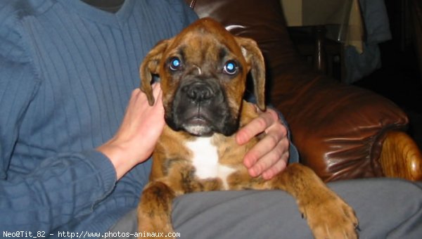 Photo de Boxer