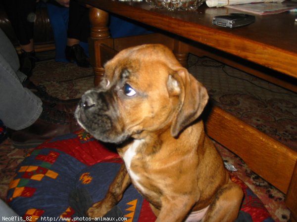 Photo de Boxer