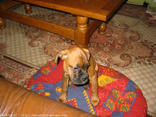 Photo de Boxer