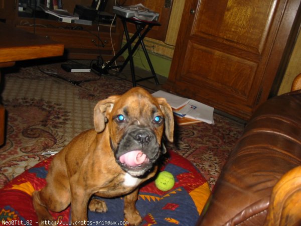 Photo de Boxer