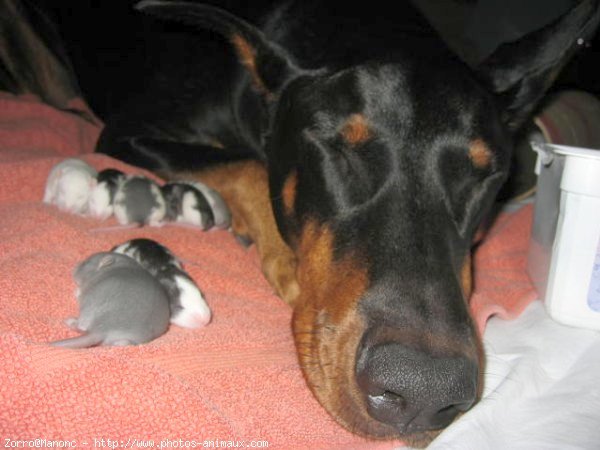 Photo de Dobermann