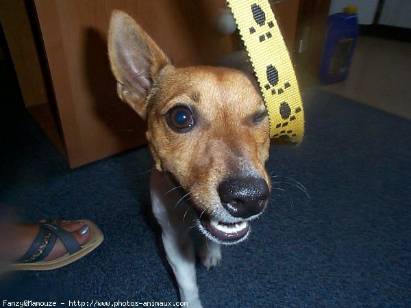 Photo de Jack russell terrier