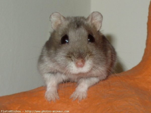 Photo de Hamster