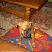 Photo de Boxer