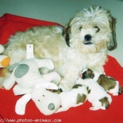 Photo de Lhassa apso