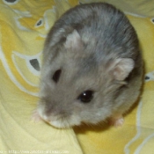 Photo de Hamster