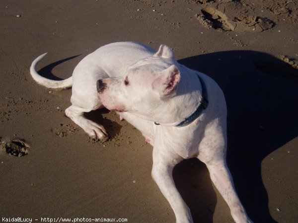 Photo de Dogue argentin