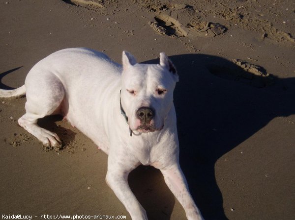 Photo de Dogue argentin