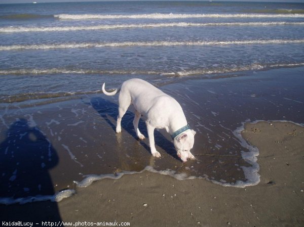 Photo de Dogue argentin