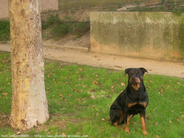 Photo de Rottweiler