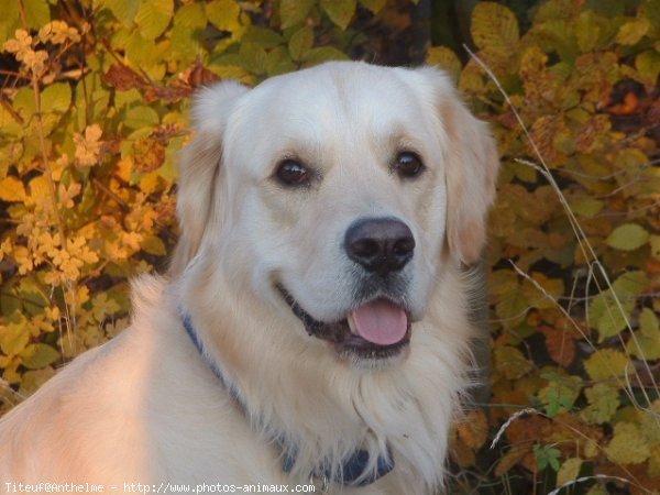 Photo de Golden retriever