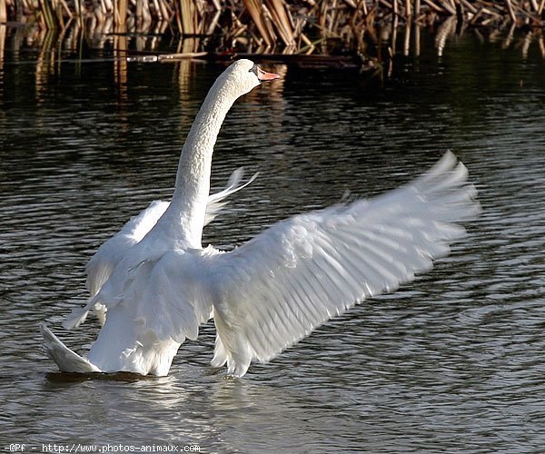 Photo de Cygne