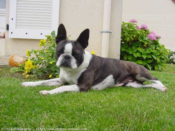 Photo de Boston terrier