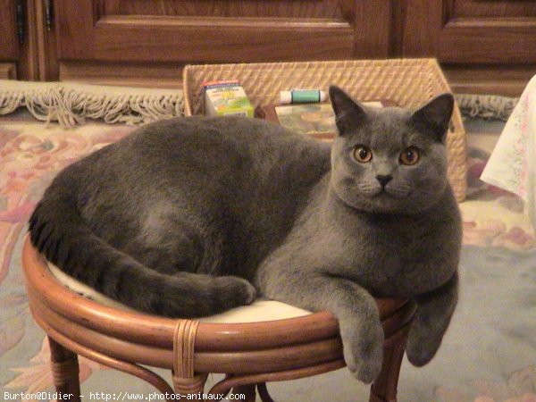 Photo de Chartreux