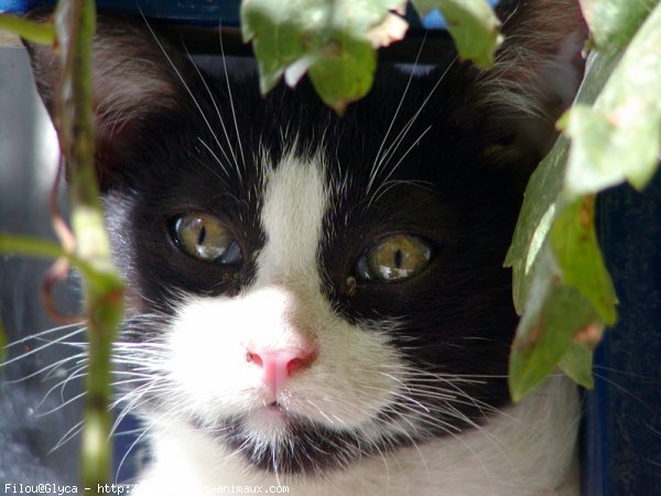 Photo de Chat domestique