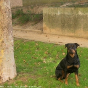 Photo de Rottweiler