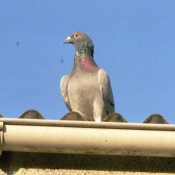 Photo de Pigeon