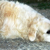 Photo de Golden retriever