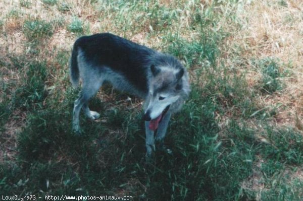 Photo de Loup