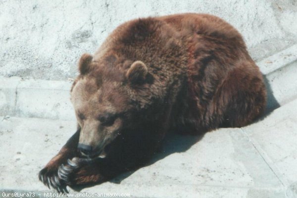 Photo d'Ours