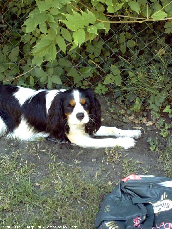 Photo de Cavalier king charles spaniel