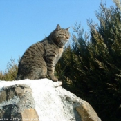 Photo de Chat domestique