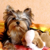 Photo de Yorkshire terrier