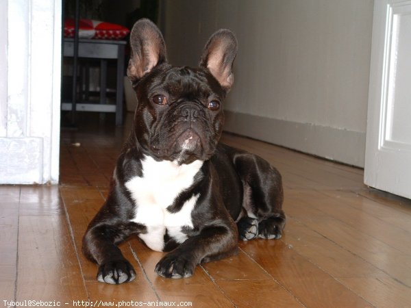 Photo de Bouledogue franais