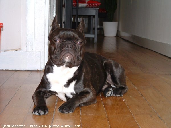 Photo de Bouledogue franais