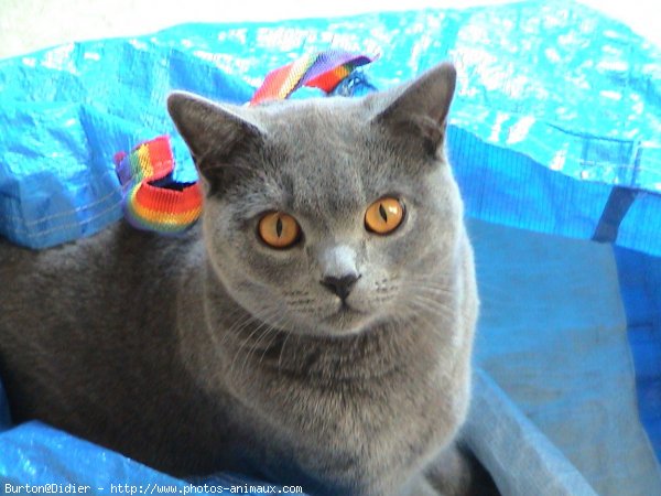 Photo de Chartreux