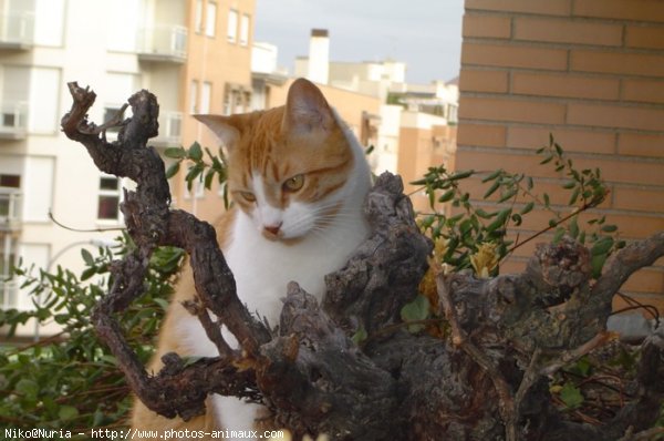 Photo de Chat domestique