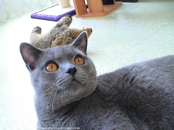 Photo de Chartreux