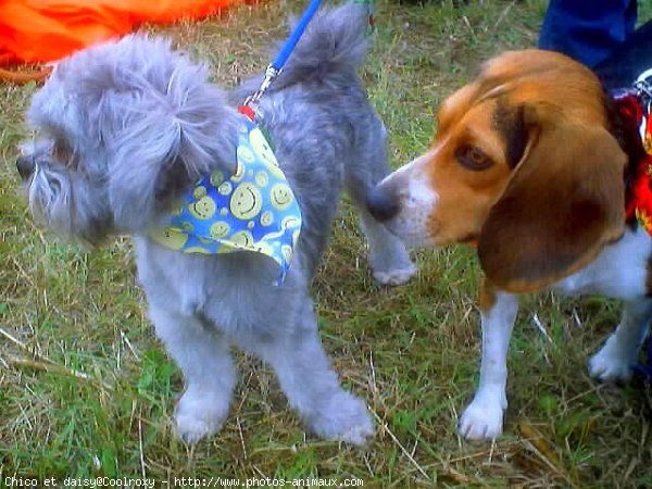 Photo de Races diffrentes