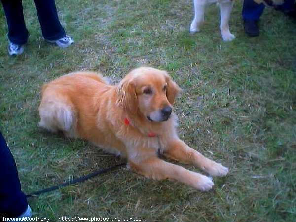 Photo de Golden retriever