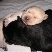 Photo de Labrador retriever