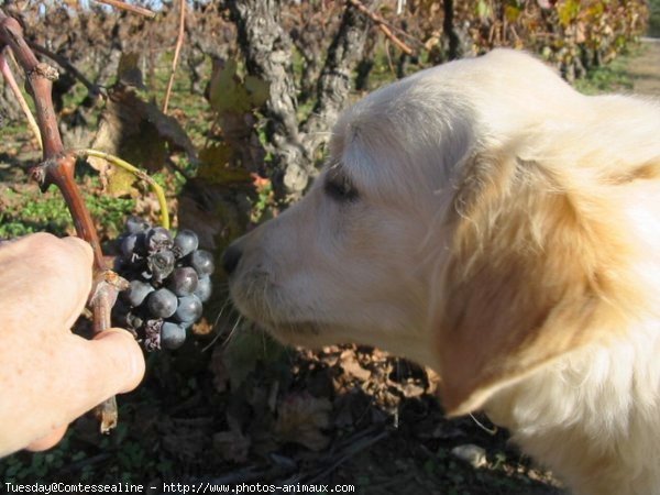 Photo de Golden retriever