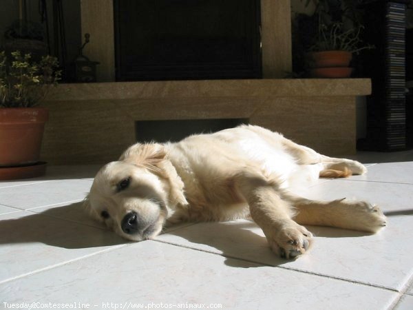 Photo de Golden retriever