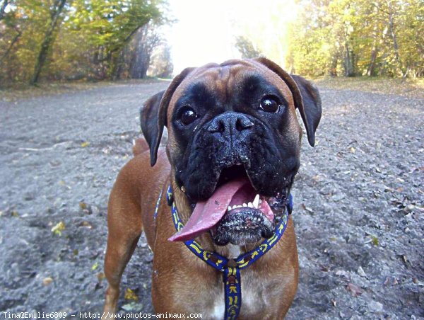 Photo de Boxer