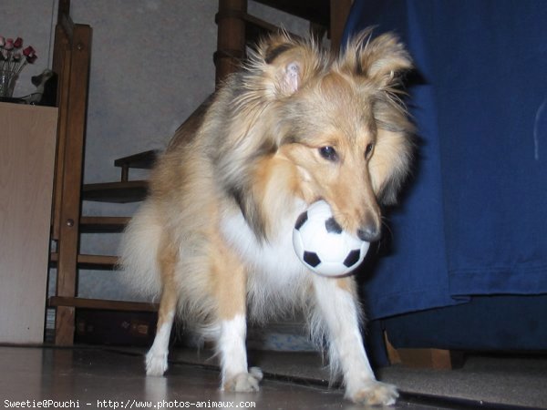 Photo de Chien de berger des shetland