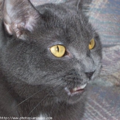 Photo de Chartreux